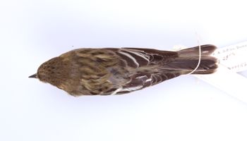Media type: image;   Ornithology 165361 Description: Dendroica fusca;  Aspect: dorsal